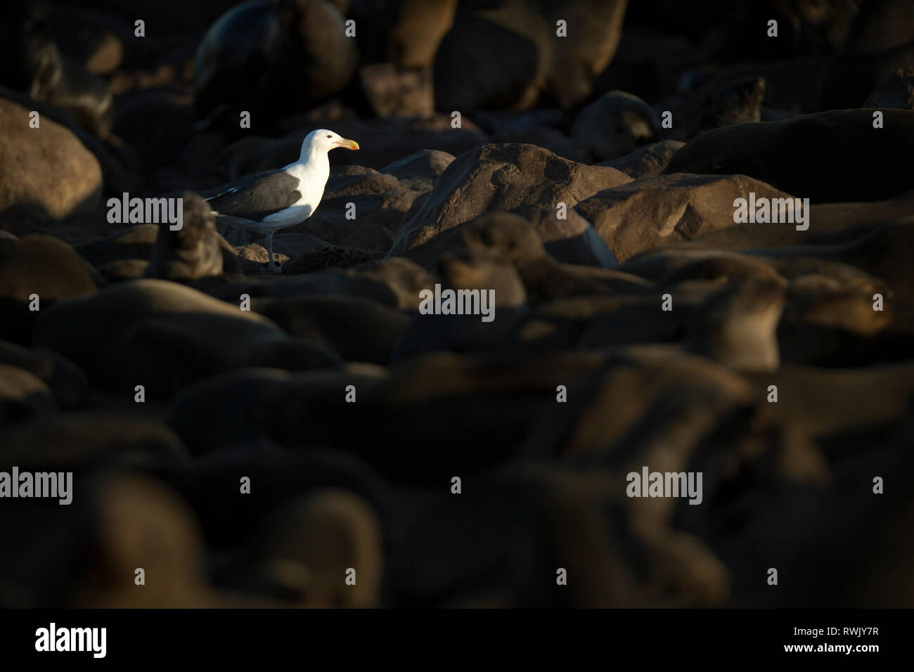 Un gabbiano passeggiate attraverso la colonia di foche di Cape Cross sullo scheletro costa della Namibia. Foto Stock