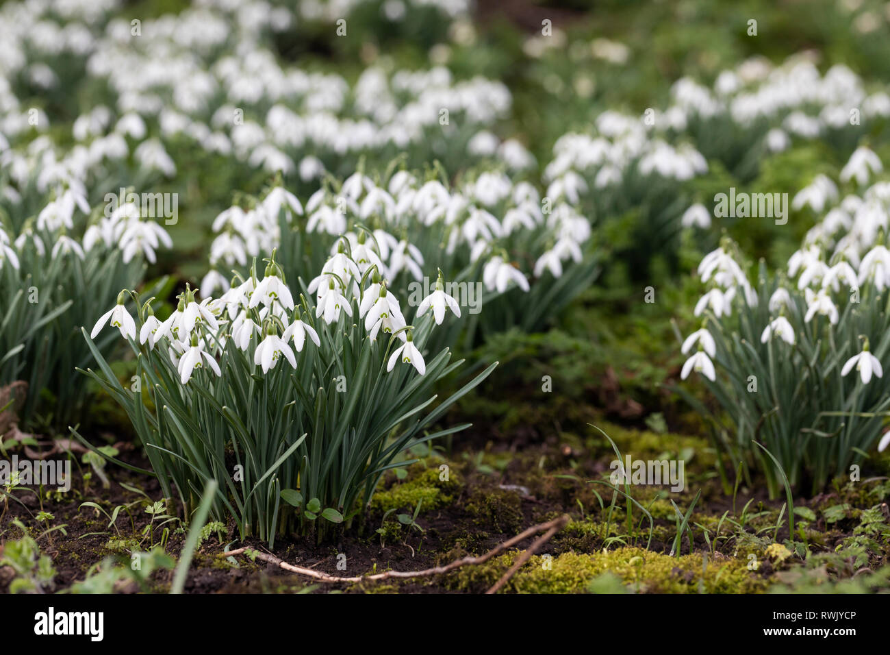 Primo piano di un ceppo di gocce di neve Galanthus fioritura in un giardino inglese primavera, Regno Unito Foto Stock