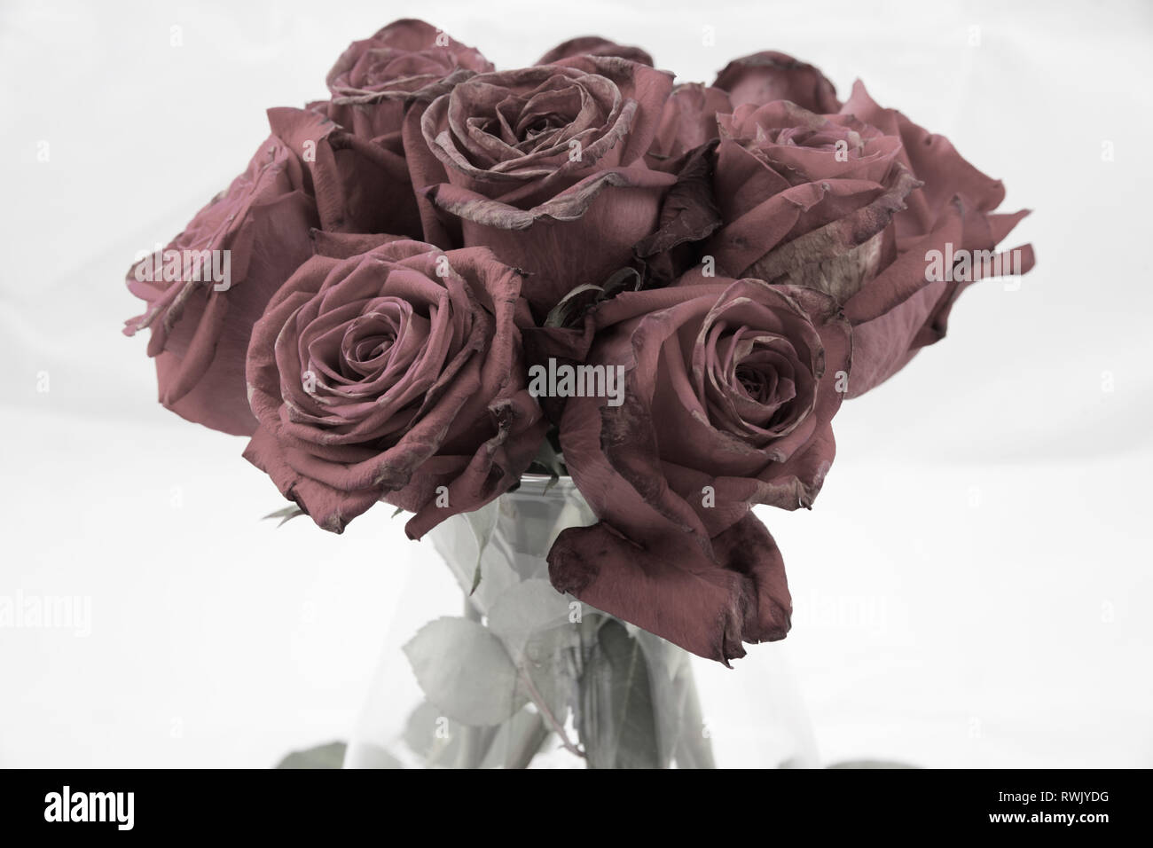 Dodici morti rose rosse Foto Stock