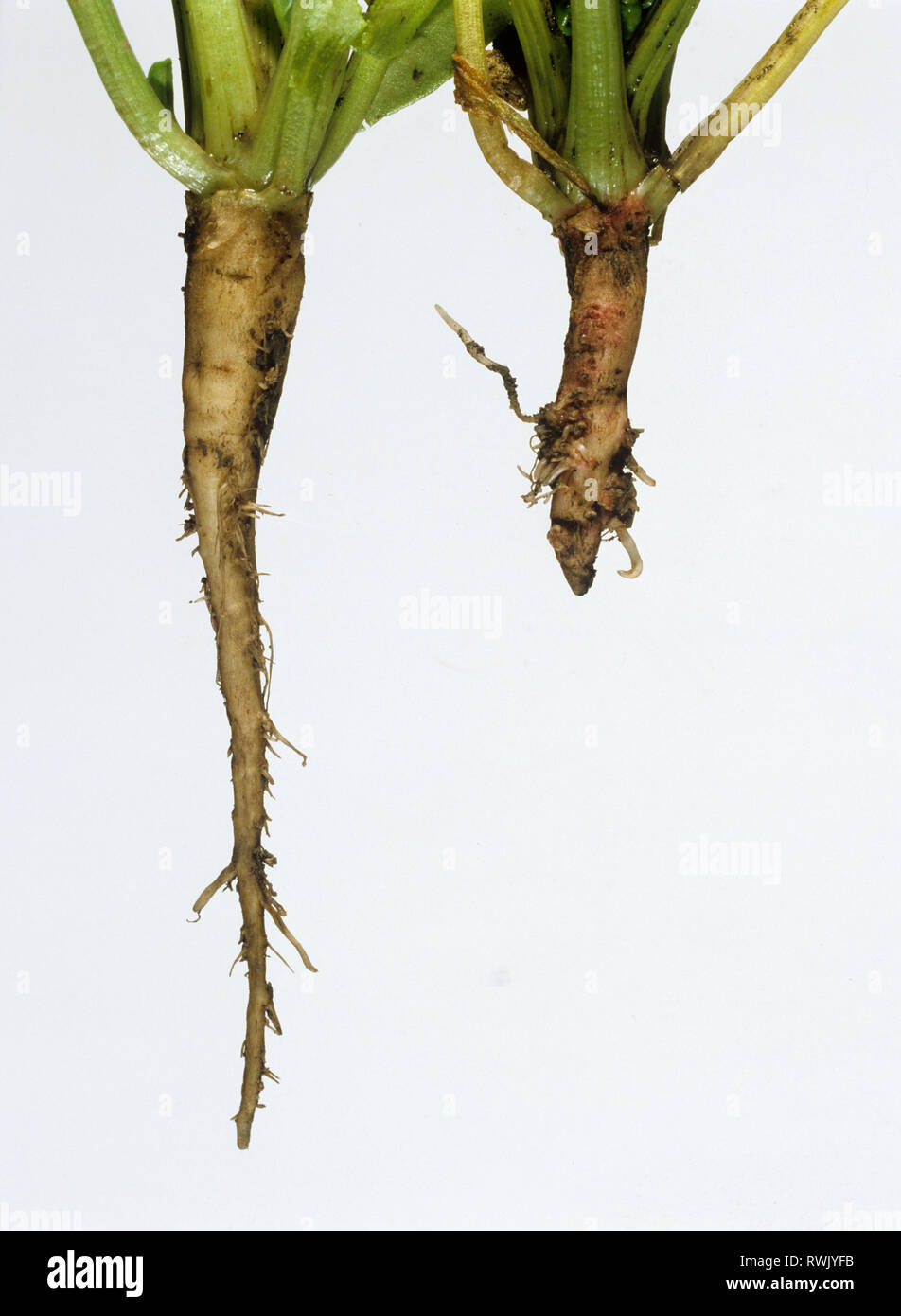 Piatto millepede sostenuta, Polydesmus angustus, danni ai giovani la barbabietola da zucchero radice rispetto ai normali integre Foto Stock