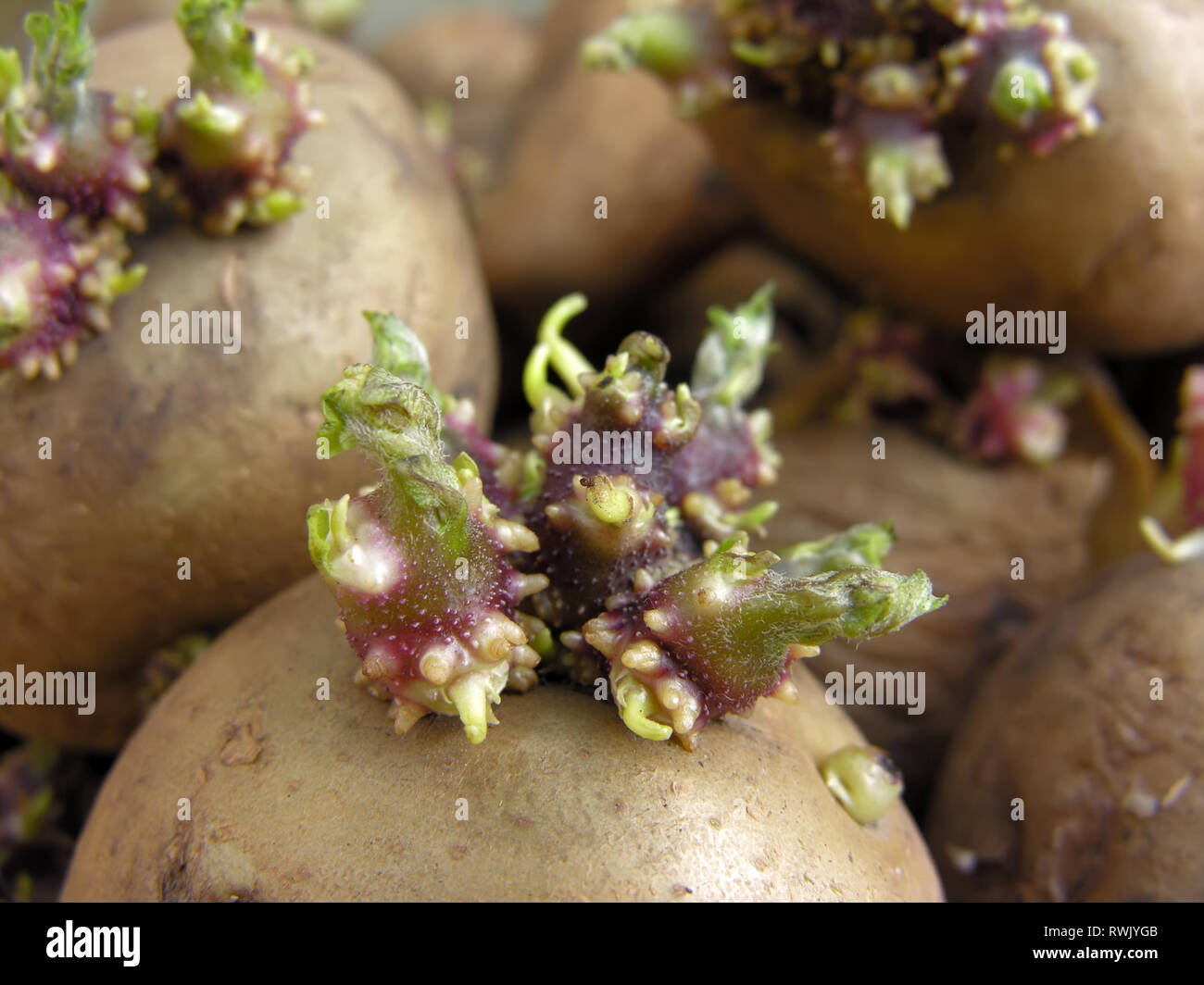 Close-up di germinare le patate prima di piantare nel giardino vegetale Foto Stock
