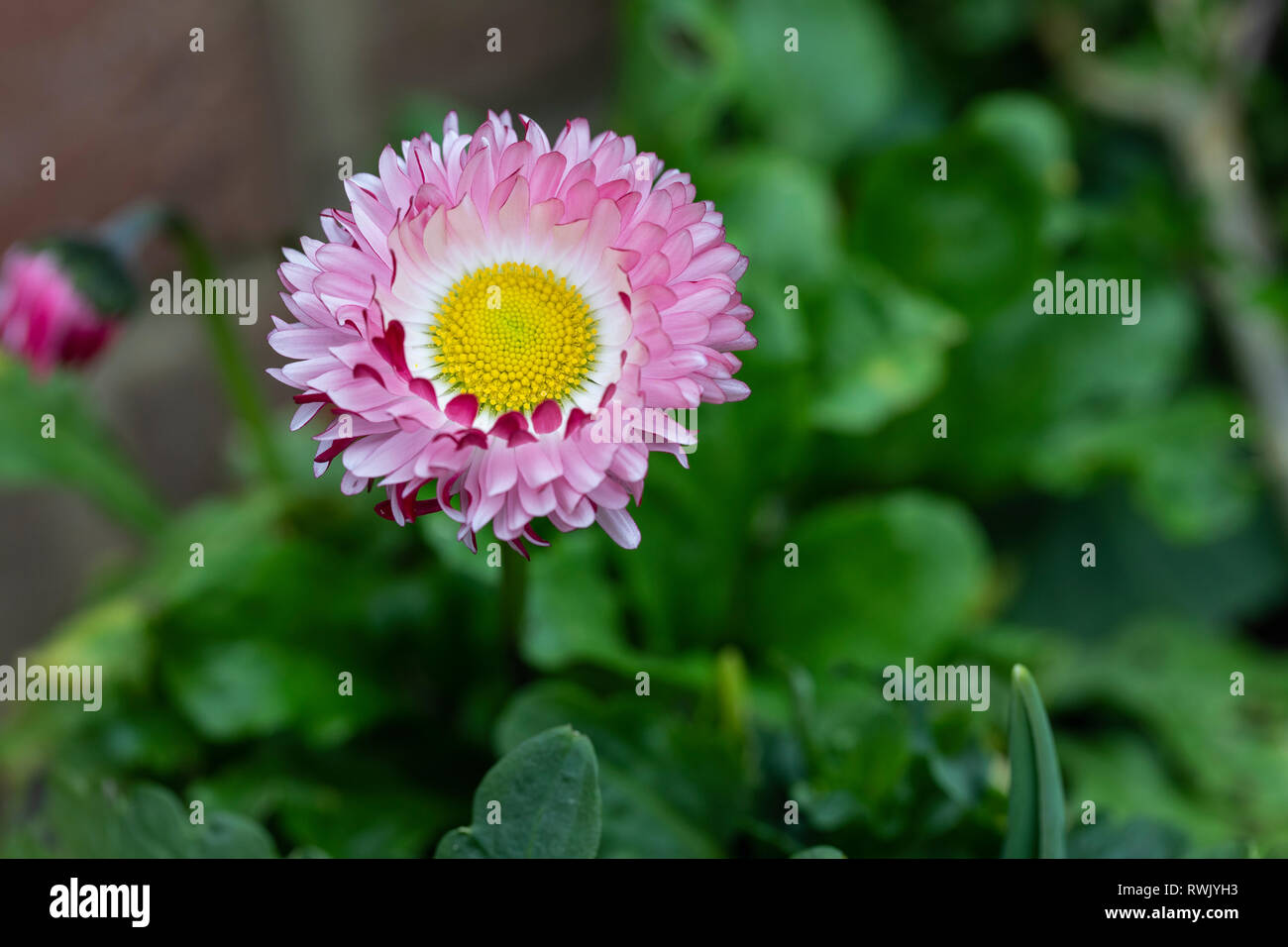 Primo piano di una rosa e bianco Bellis con un centro giallo fioritura in un giardino di primavera in Inghilterra Foto Stock