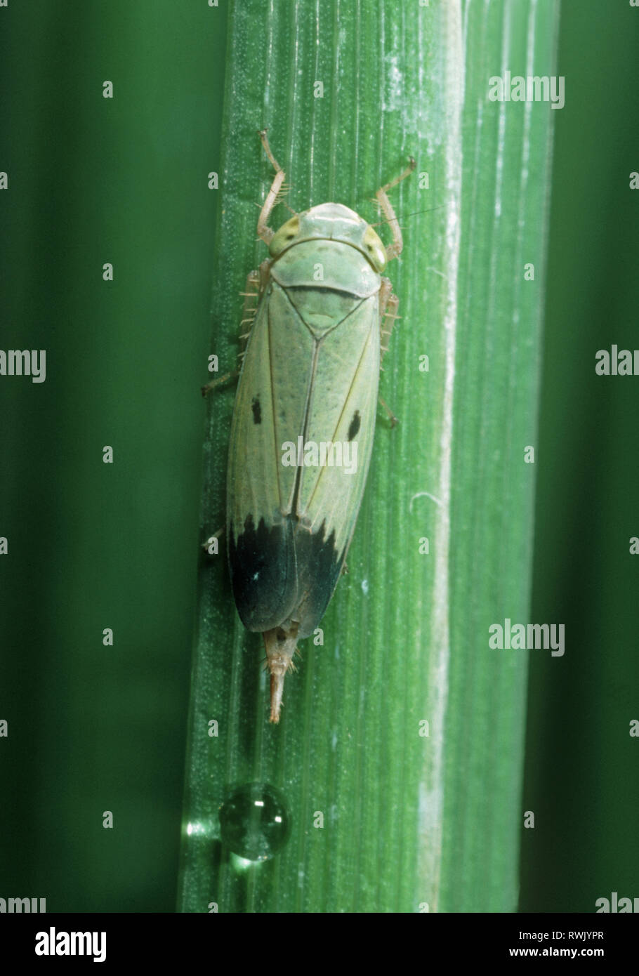 Ninfa di un verde risone leafhopper (Nephotettix virescens) parassiti e malattie del vettore di riso su una foglia di riso, Filippine Foto Stock