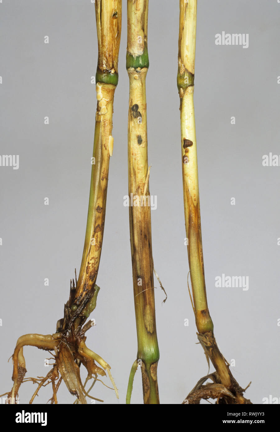 Sharp eyespot, Ceratobasidium cereale, lesioni sul frumento basi dello stelo Foto Stock