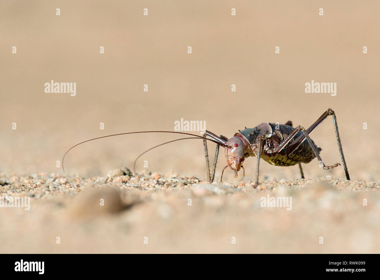 Una massa o blindate cricket close up. Foto Stock