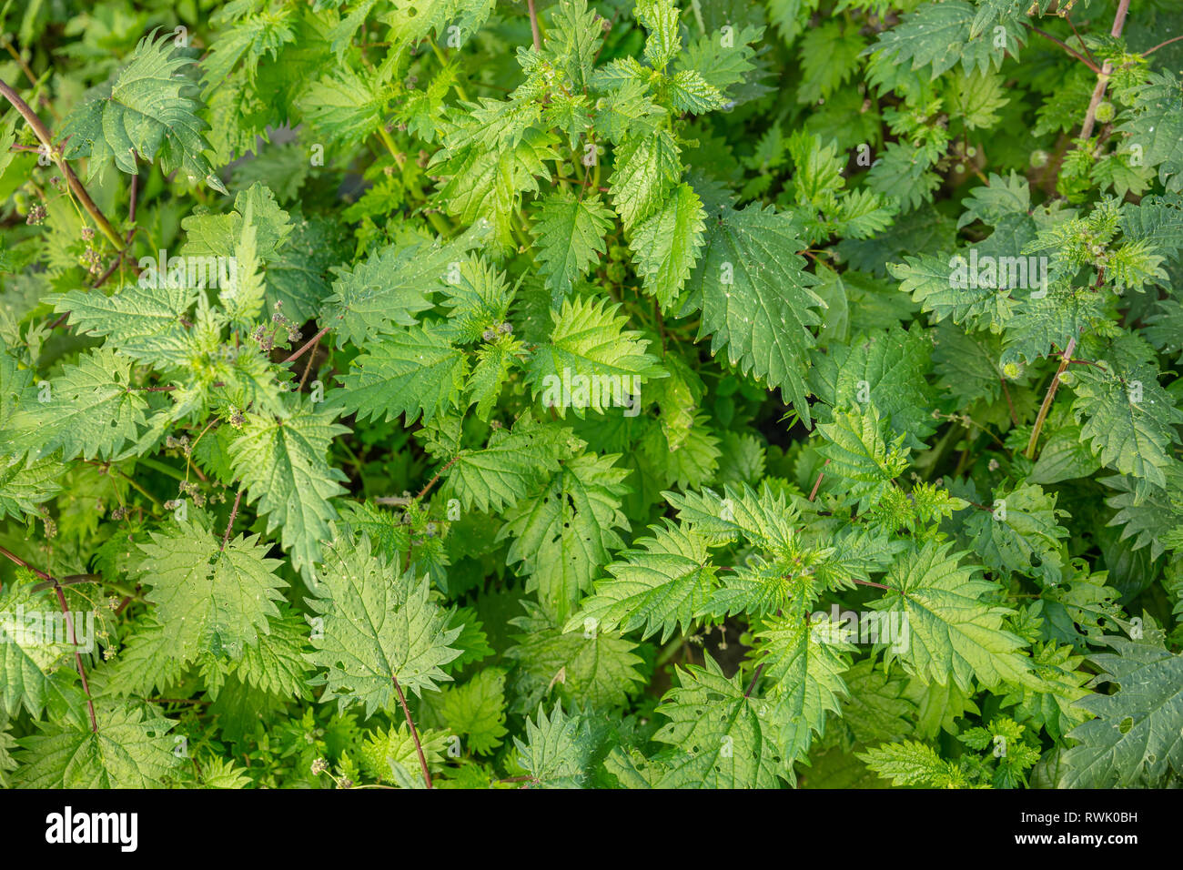 Urtica dioica, comune o sensazione puntoria ortiche sfondo. Fresco verde di ortiche in primavera, medicina alternativa, erbe salutari Foto Stock