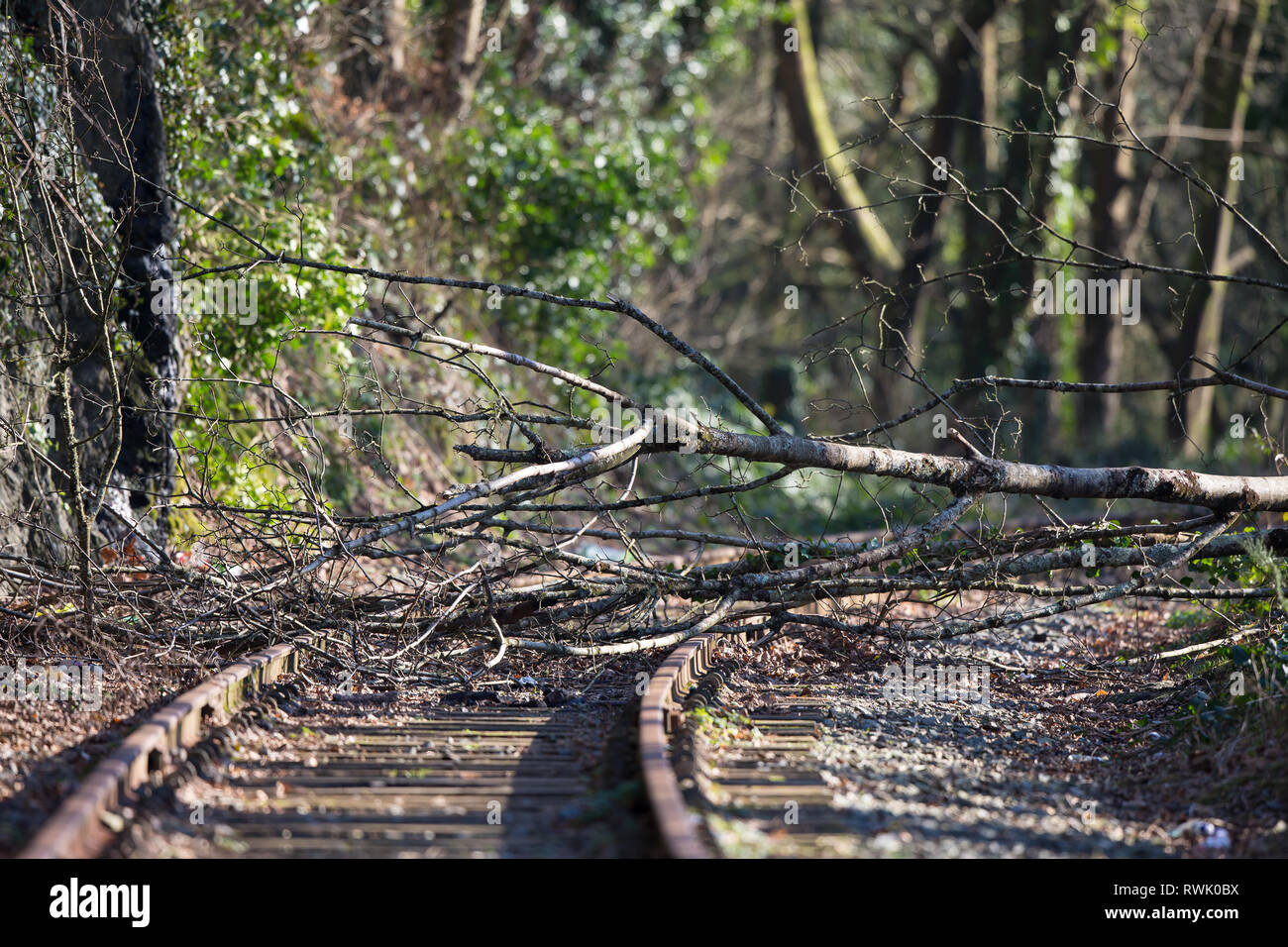 Abbandono della ferrovia del Regno Unito e ostruzione degli alberi caduti. Disusato, vecchia linea ferroviaria rurale, ferrovia in trenino pieno di sole invernale. Ferrovie britanniche. Foto Stock