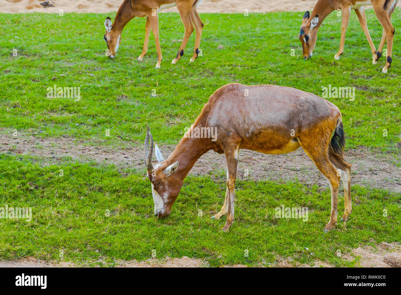Il waterbuck (Kobus ellipsiprymnus) è un grande antelope.Common waterbuck. Foto Stock