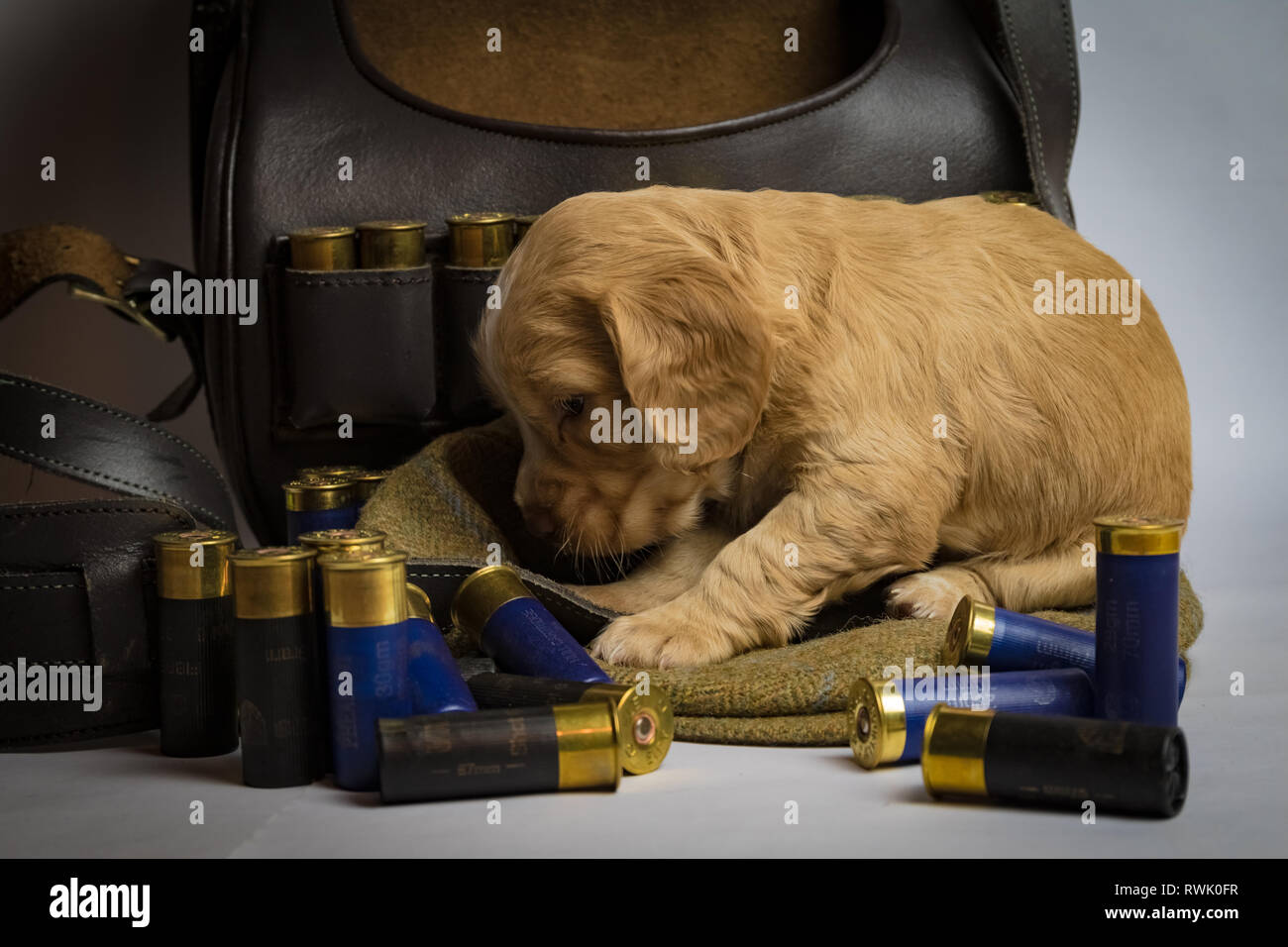 5 settimana di lavoro vecchio Cocker Spaniel cuccioli on tweed cap e nella cartuccia di fucile in borsa Foto Stock