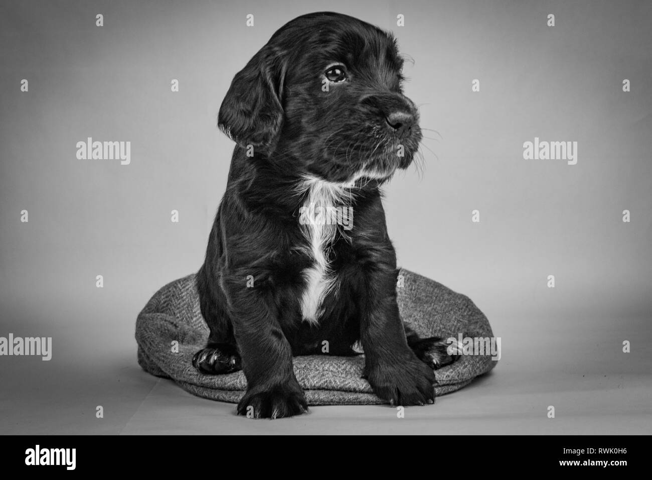 5 settimana di lavoro vecchio Cocker Spaniel cuccioli on tweed cap e nella cartuccia di fucile in borsa Foto Stock