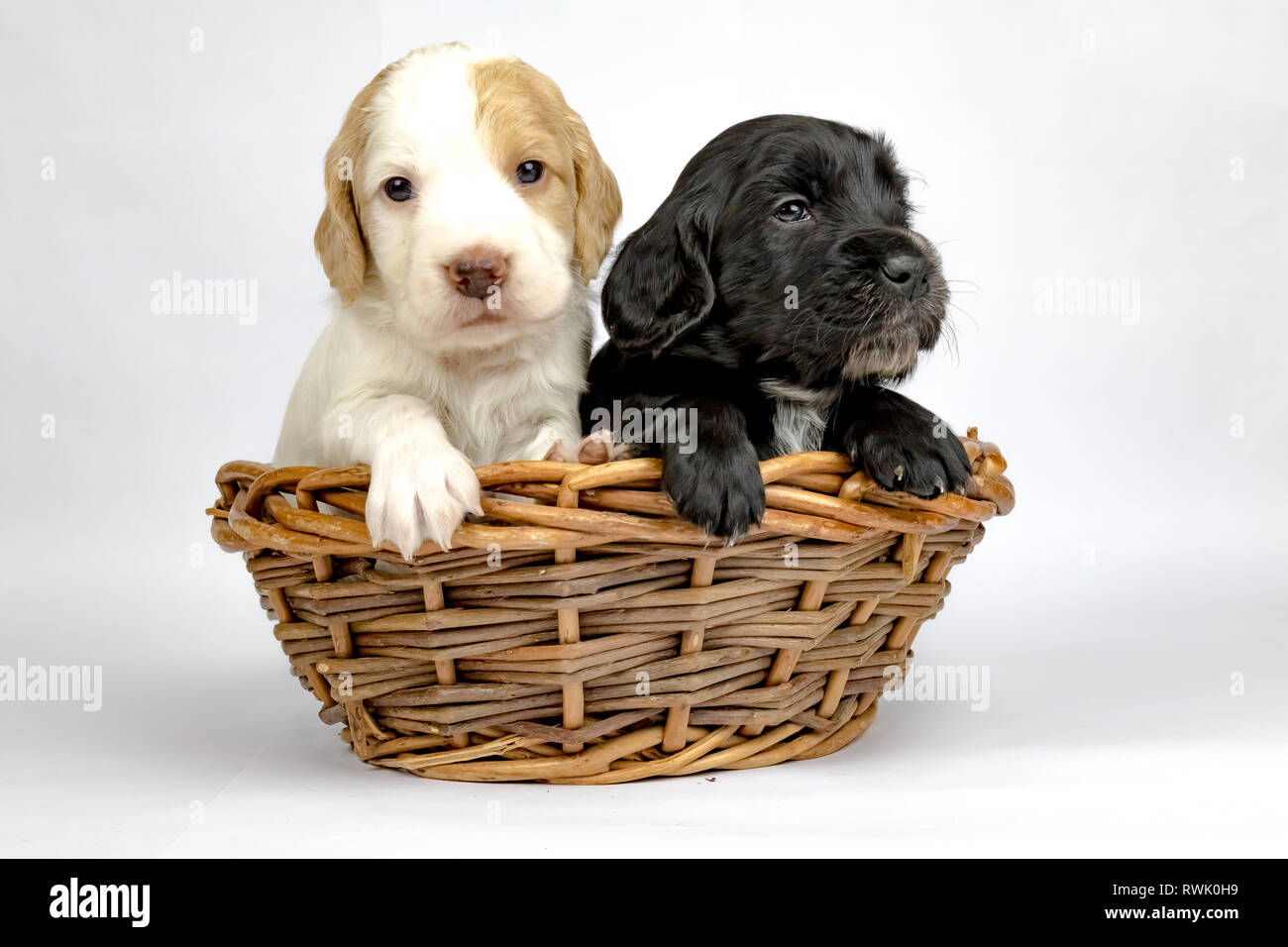 % Settimana vecchio cucciolata di Cocker lavoro Épagneuls in posa di un cestello Foto Stock