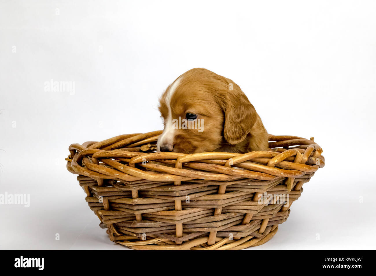 % Settimana vecchio cucciolata di Cocker lavoro Épagneuls in posa di un cestello Foto Stock