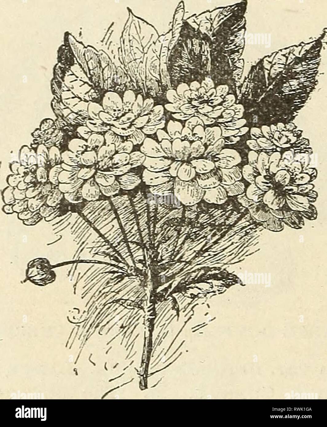 Ellwanger & Barry catalogo generale Ellwanger & Barry catalogo generale : Mount Hope vivai ellwangerbarrysg1890moun Anno: 1890 43 ELLWANGER & BARMY'S Cerasus (ciliegio), caproniana rantinculiflora. Ranunculus- come la fioritura di ciliegio. C. Un'aggiunta importante. $1.00. La Japonica pendula. Il Giappone piange Cherrt- C. Fiori Bianco singolo, frutta rossa. Uno dei più belli della piccola testa ciliegie pendenti, $1.50. var. rosea pendula. Il Giappone piange ROSE- riiOWERED ciliegia, C. uno dei migliori pen- dulous alberi per prati o piccole g-round. Rami sottili, depressione- g-racefully al g-i'uono. $1.50 Foto Stock
