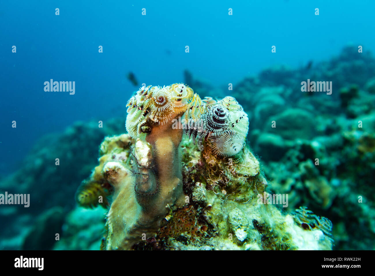 Albero di natale di vite senza fine e un peloso stella di mare su un corallo duro sul reef tropicali dell'isola dei Caraibi bonaire Foto Stock