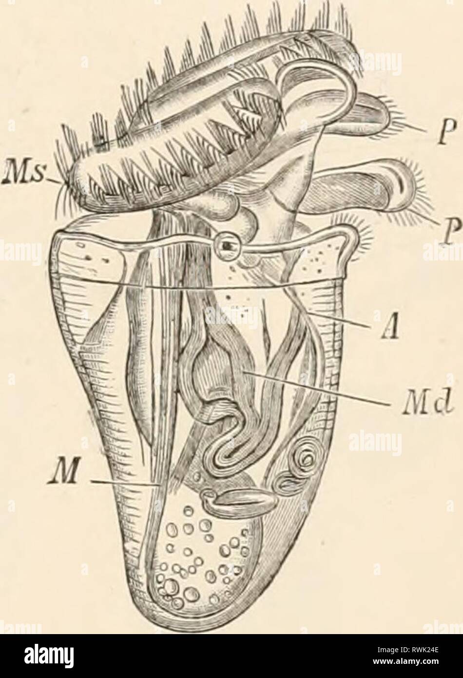 Testo elementare-libro di zoologia (1884) elementare libro di testo di zoologia elementarytextbo0201clau Anno: 1884 PTEROPODA. 55 che le arterie aperte. Il sangue ritorna dalla lacuna? Attraverso gli organi respiratori al pericardia! Sinus, da dove esso entra nel padiglione auricolare attraverso l'ostio venoso. Gli organi respiratori, per quanto non sono rappresentati da tutto il tegumento (Clio], hanno la forma di foliaceous brachiale appendici (Pneumodermon) al fine di cerva del corpo o, nel guscio cuscinetto di forme, di branchie interno posizionato entro la cavità del mantello, il cui ingresso è rivestito Foto Stock