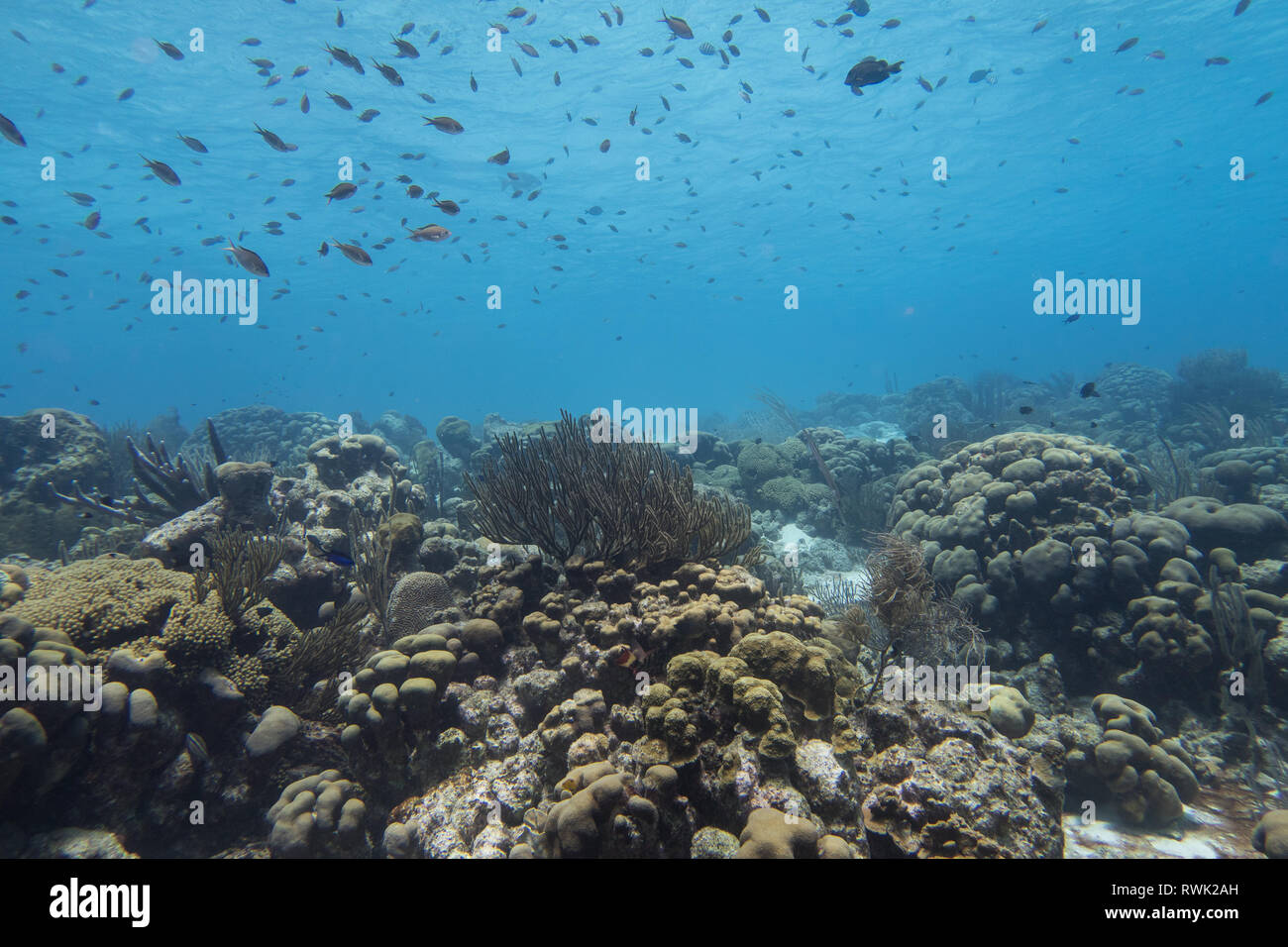 Scogliera sottomarina panorama o sfondo dall'isola tropicale di bonaire nei Caraibi Foto Stock