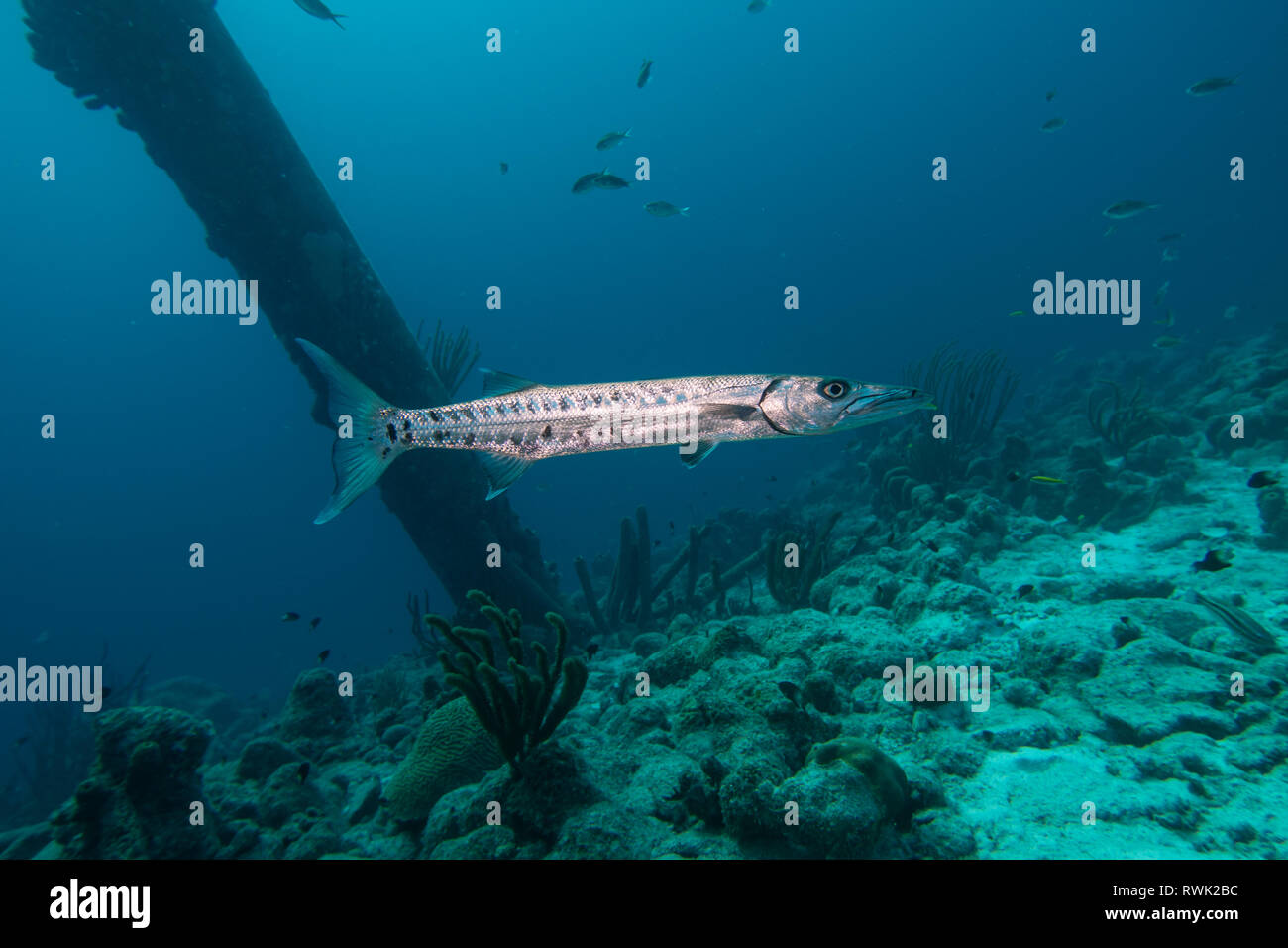 Un singolo barracuda nuotare sotto le colonne del sale Pier sull'isola tropicale Bonaire nei Caraibi Foto Stock
