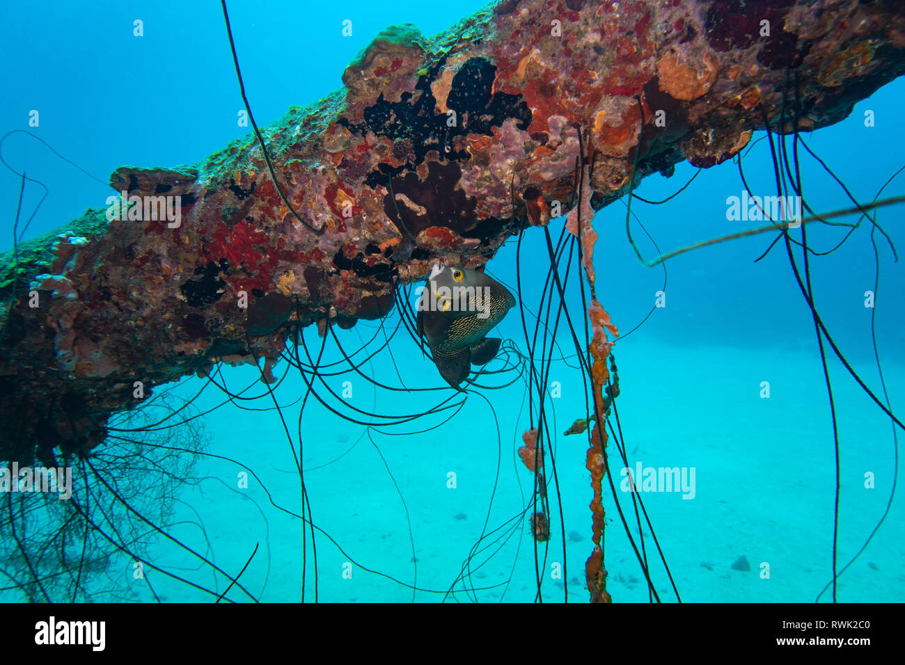 French Angelfish cercano rifugio in corrispondenza di un montante della subacquea relitto della nave Hilma Hooker sunken prima tropical Bonaire Island Foto Stock