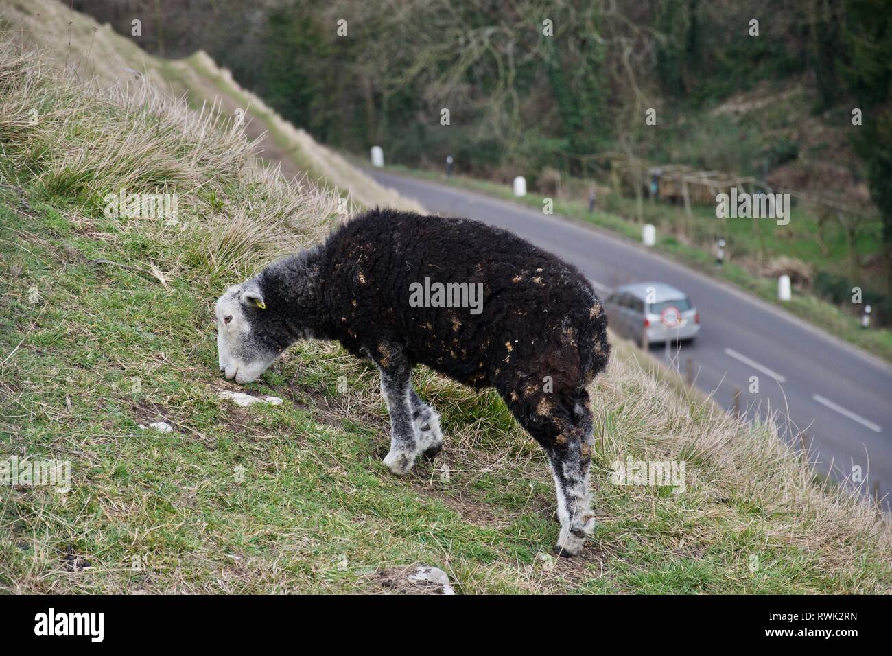 Nero (marrone scuro) di lana di pecora con faccia bianca e gambe di pascolare su erba verde collina sopra la strada di un paese con una guida auto lungo di essa Foto Stock