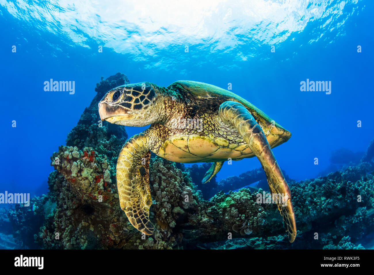 Hawaiian tartaruga verde (Chelonia Mydas) nuoto in chiaro, blu acqua; Lahaina, Maui, Hawaii, Stati Uniti d'America Foto Stock