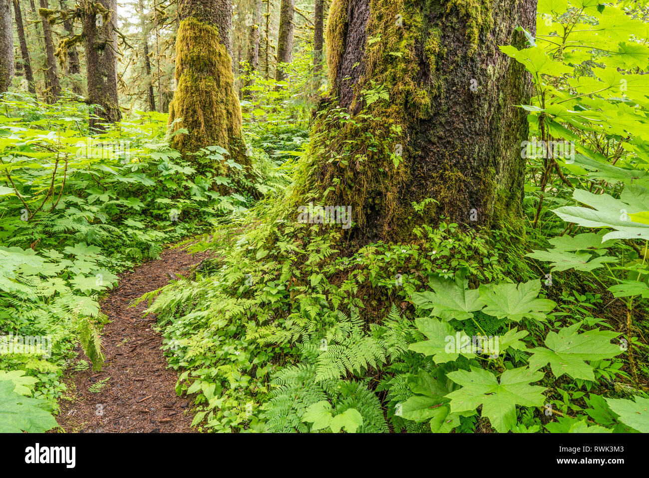 Vecchia Foresta, Sitka Spruce e la cicuta, Tongass National Forest, a sud-est di Alaska; Alaska, Stati Uniti d'America Foto Stock