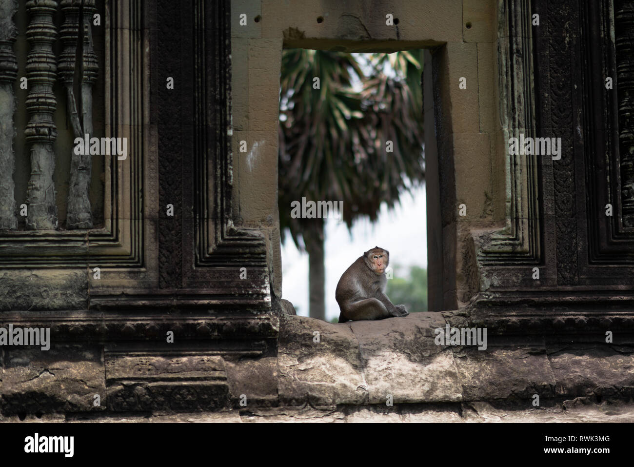 Wild scimmia macaco a Angkor Wat, vicino a Siem Reap, Cambogia Foto Stock