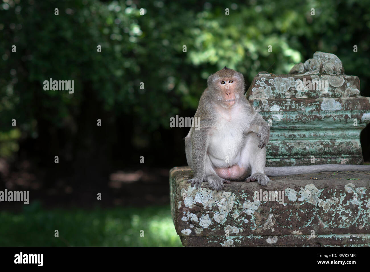 Wild scimmia macaco a Angkor Wat, vicino a Siem Reap, Cambogia Foto Stock