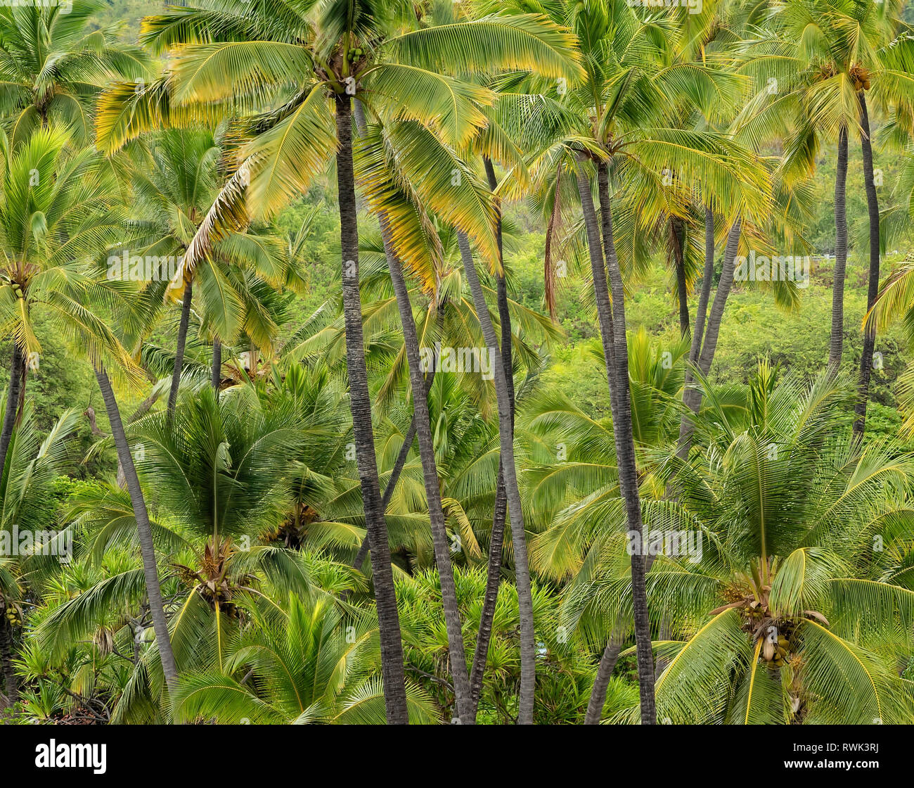 Palme di cocco, Pu'uhonua O Honaunau National Historical Park, Sud Kona, Big Island delle Hawaii. Foto Stock