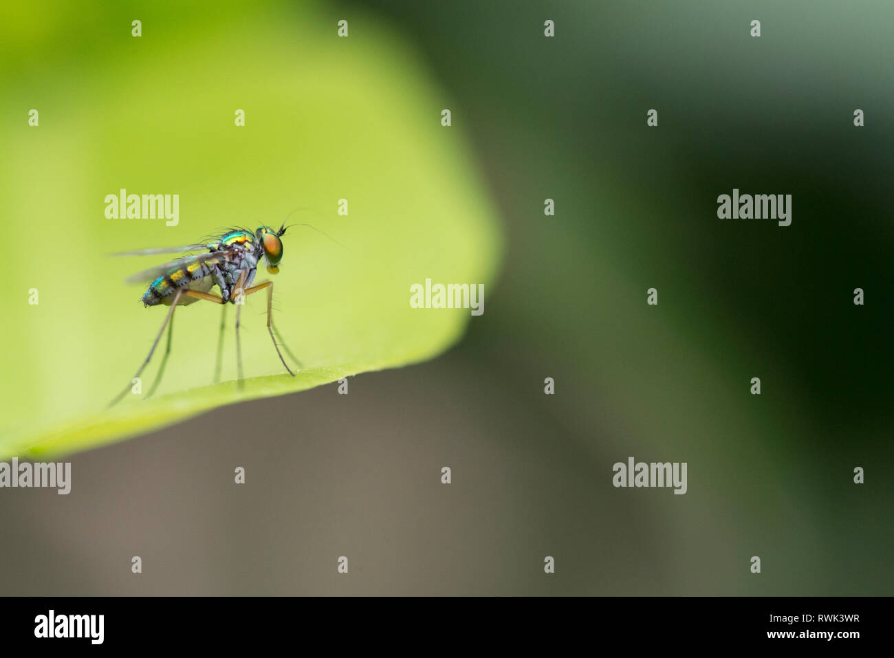 Un Asilidae o brigante fly, chiamato anche assassin vola è un potente e aggressivi insetti ditteri Foto Stock