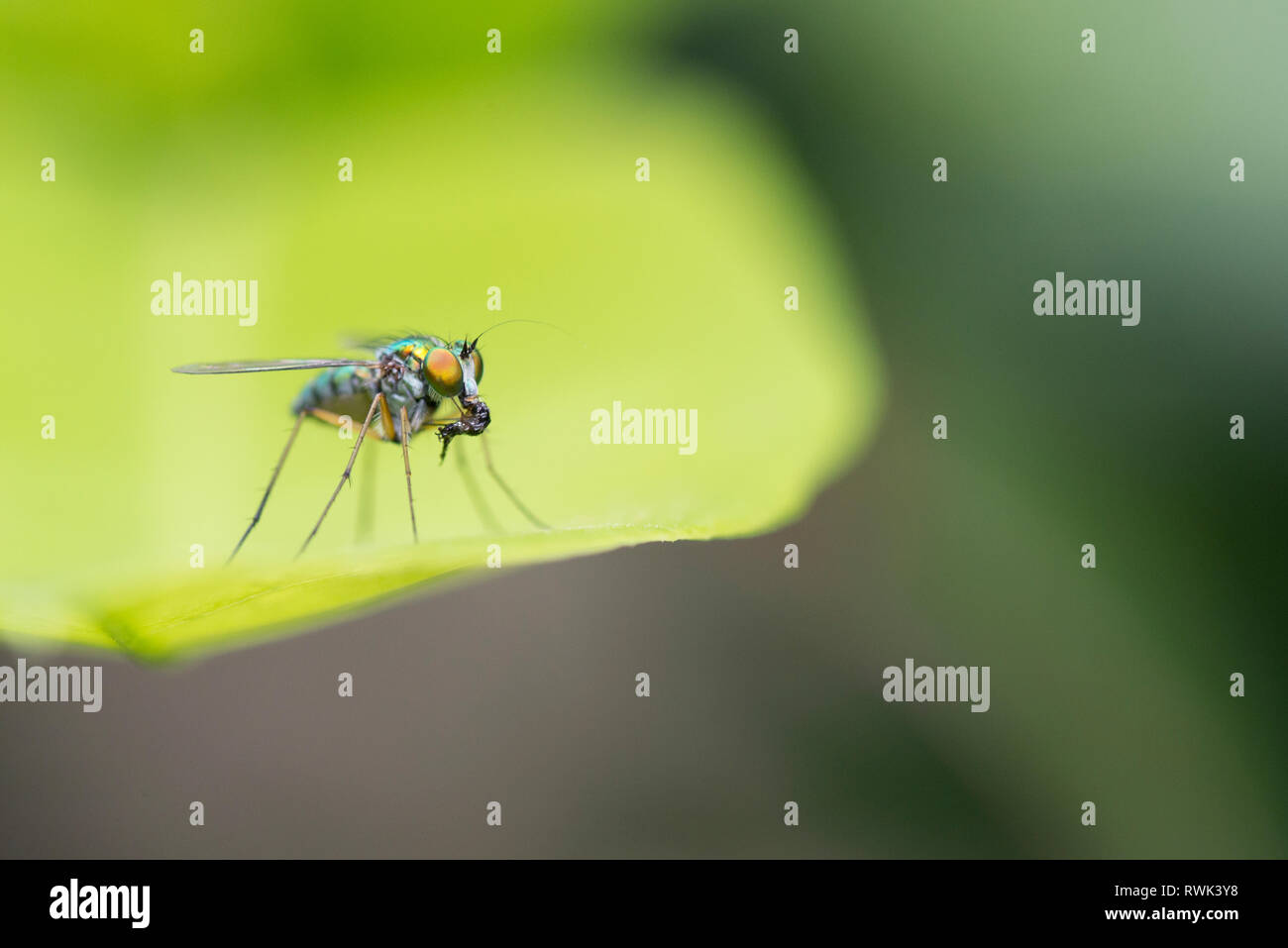 Un Asilidae o brigante fly, chiamato anche assassin vola mangiando un altro insetto. Si tratta di una grande diptera predator Foto Stock