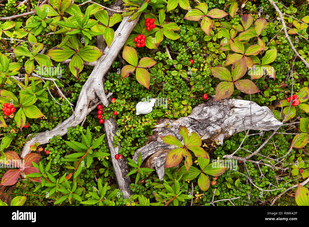 Cono sbiancato shell e rami di alberi su un tappeto di vegetazione, compresi Partridge Berry, Bunchberry e Labrador Tea. Penisola di cane, Bird Cove, Western Terranova, Canada Foto Stock