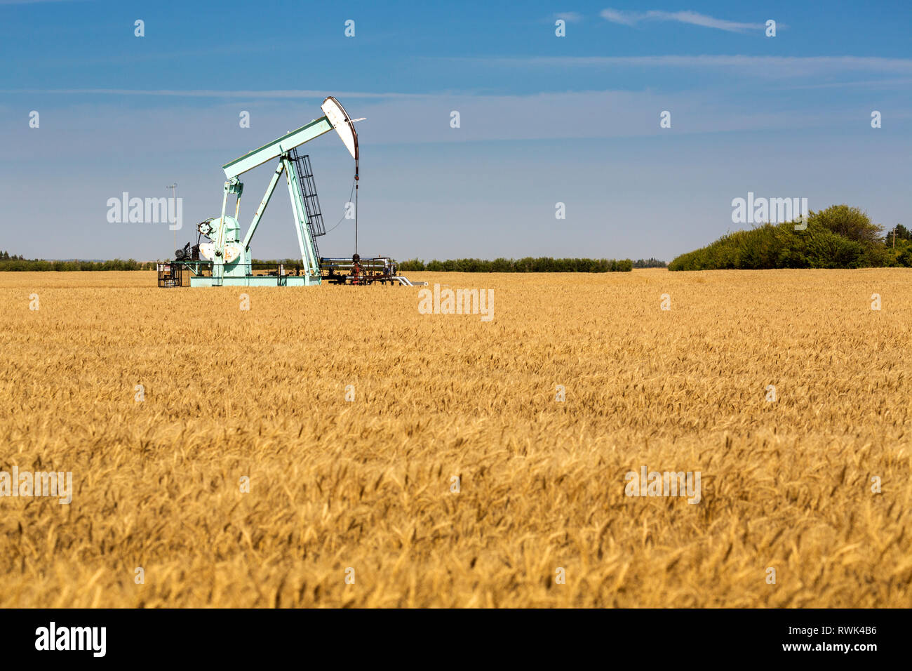 Pumpjack in un dorato campo di grano con alberi in background, cielo blu e nuvole; Beiseker, Alberta, Canada Foto Stock