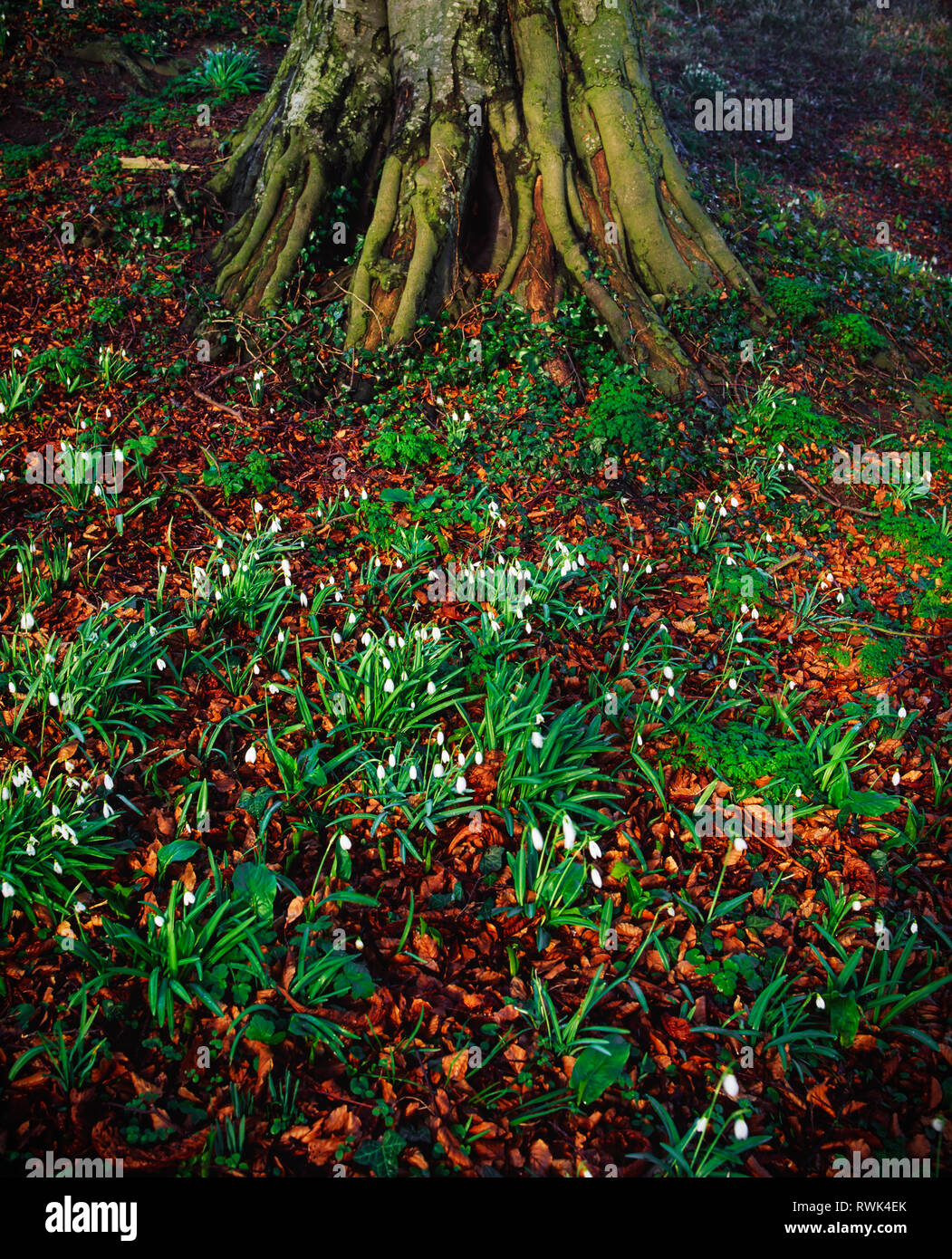 Snowdrops lungo il terreno Foto Stock