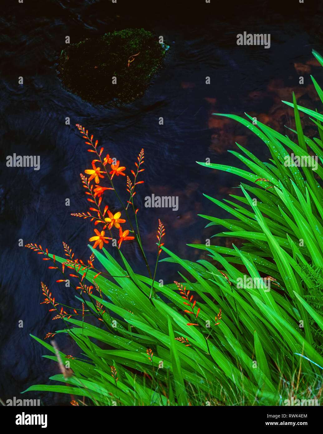 Stelle cadenti da un flusso Foto Stock