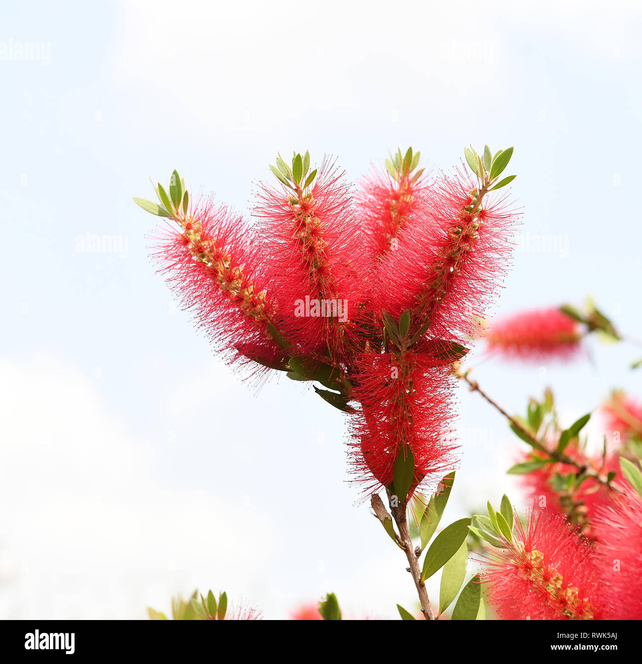 Callistemon rigidus pianta con verde e foglie rosse citrius Foto Stock