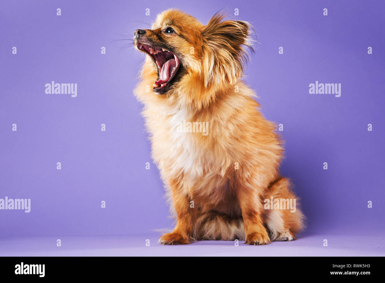 Corpo completo ritratto di un Pomerania-mix cane con imboccatura ampia aperta su un morbido sfondo viola. Foto Stock