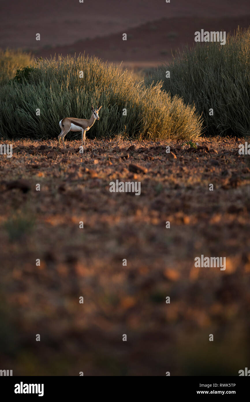 Un springbok nel tardo pomeriggio la luce nella regione di Kunene della Namibia. Foto Stock