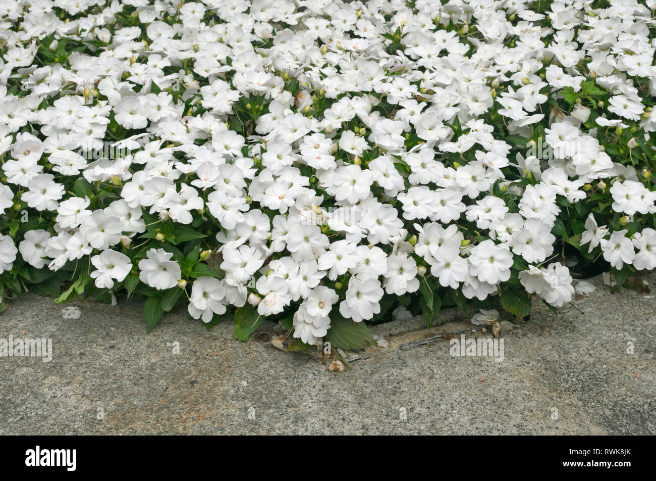Nuova Guinea Impatiens fiori bianchi aiuola Foto Stock