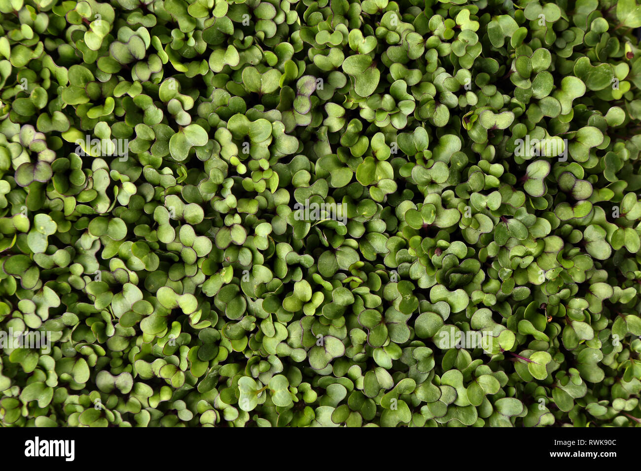 Sana germogli microgreens sfondo Foto Stock