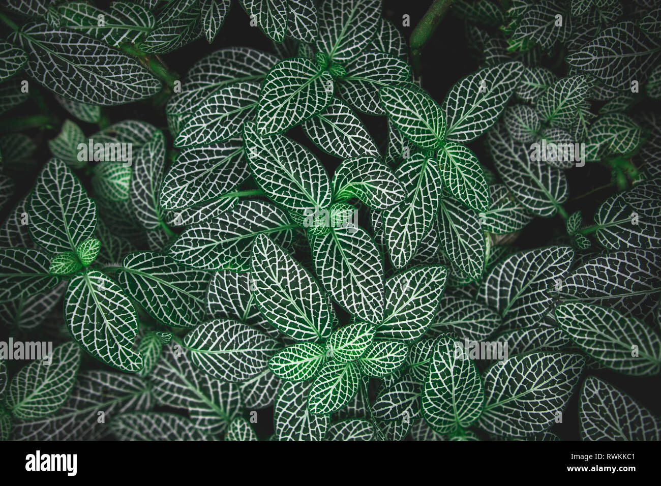 Foglie verdi con righe bianche Foto Stock