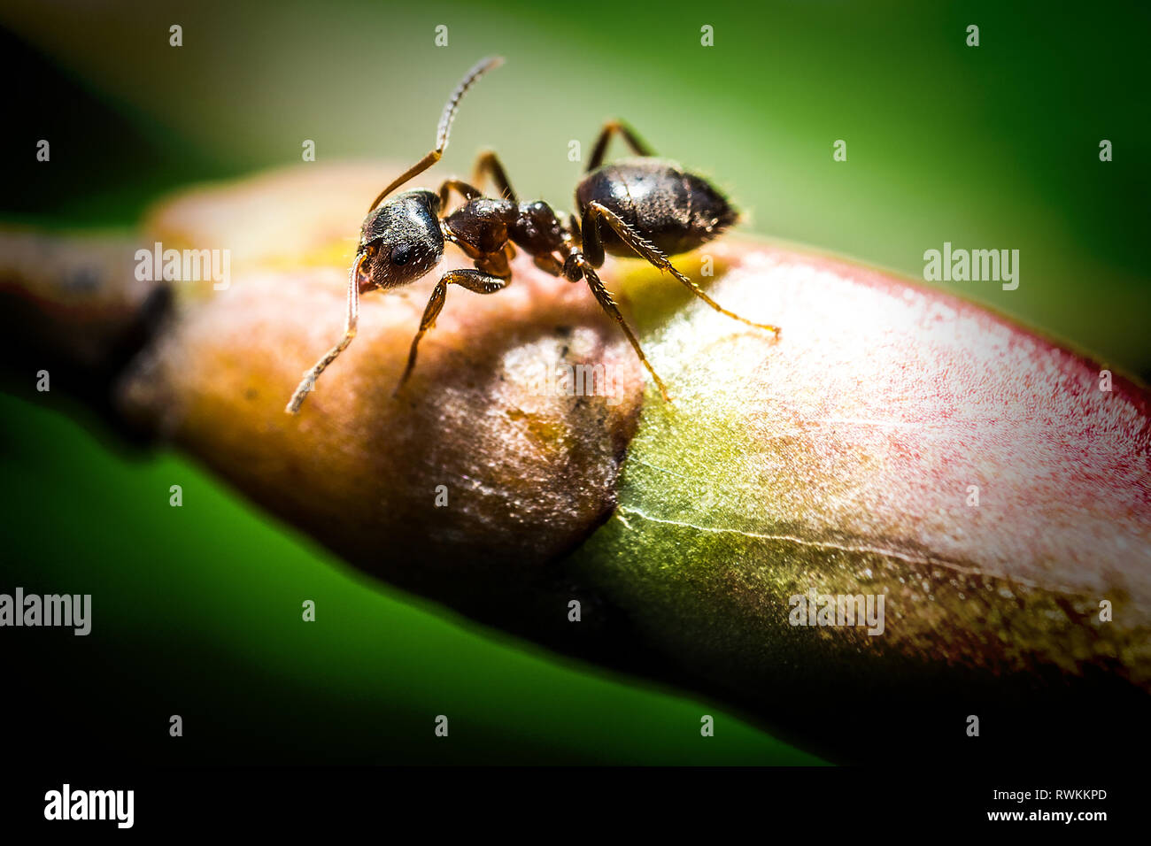 Foresta poco brown Ant su verde bud extreme fotografia macro Foto Stock