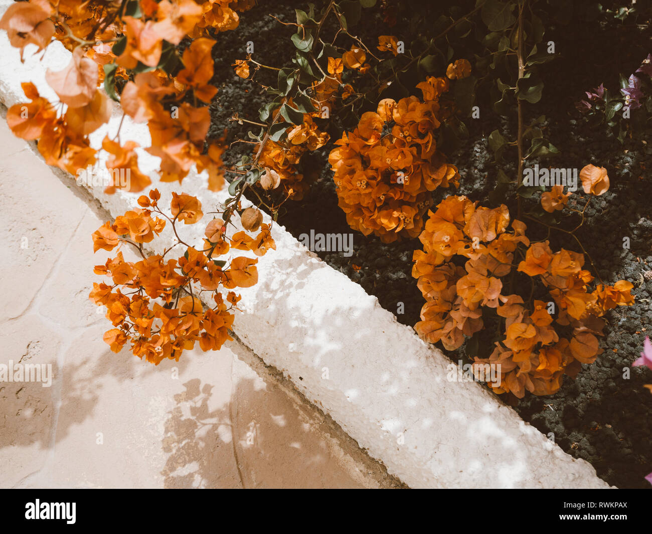 Fiori arancioni da una bussola su un giardino Foto Stock