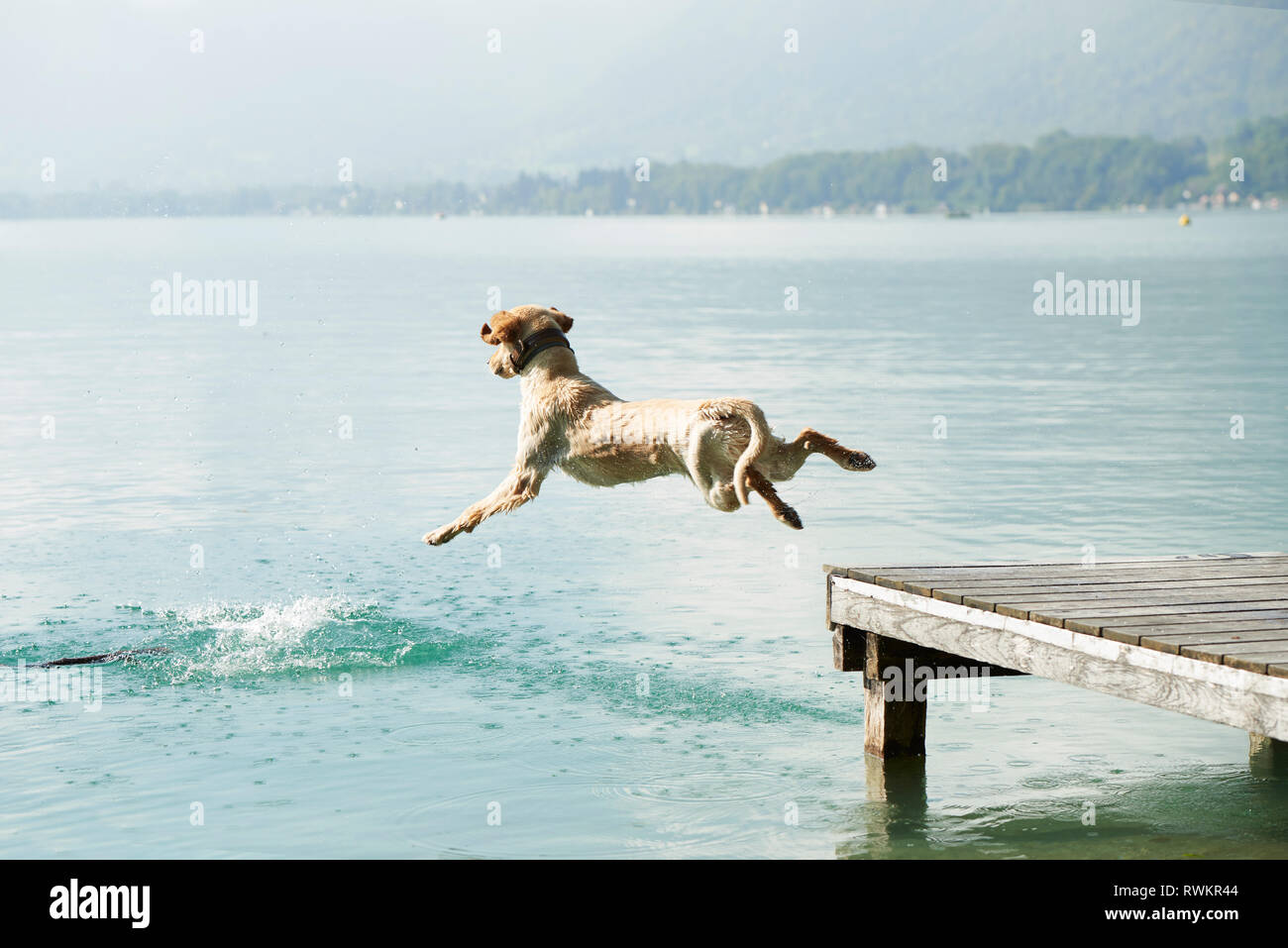 Cane salta fuori da pier in Lac d'Annecy, Annecy, Francia Foto Stock