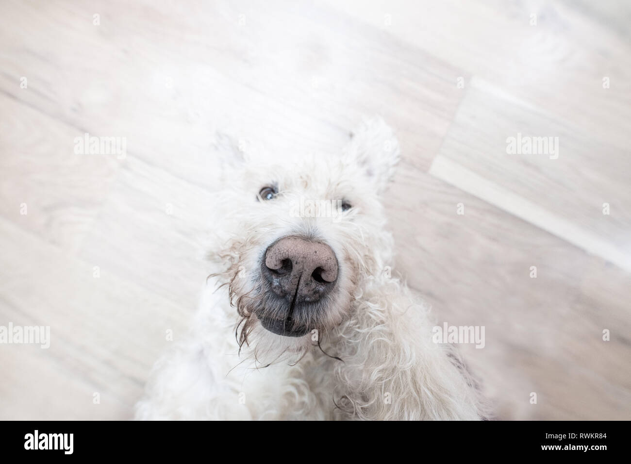 Labradoodle cane Foto Stock