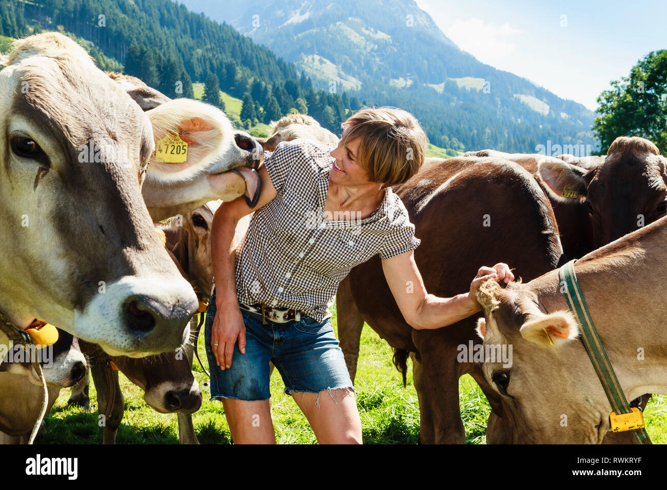 Il legame della donna con la mandria di mucche sul campo, a Sonthofen, Baviera, Germania Foto Stock