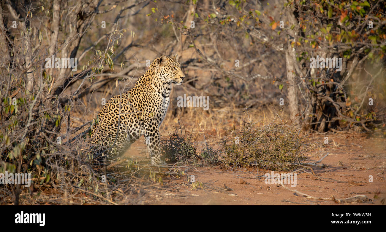 Un enorme maschio a caccia di Leopard e stalking antilope al Sabi Sands, Sud Africa Foto Stock