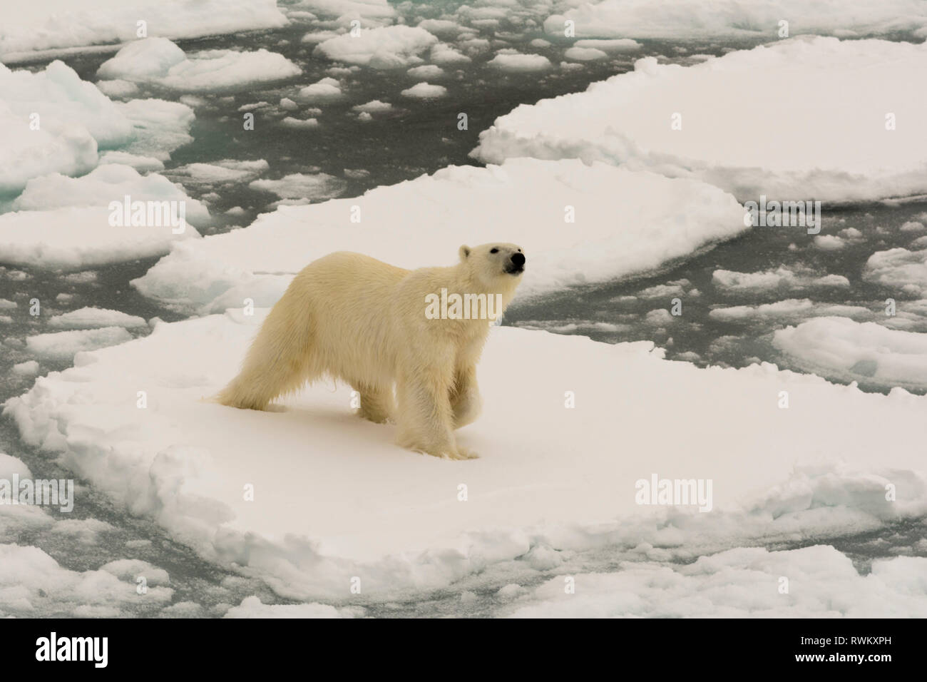 Orso polare (Ursus maritimus), il ghiaccio polare cappuccio, 81a nord di Spitsbergen, Norvegia Foto Stock