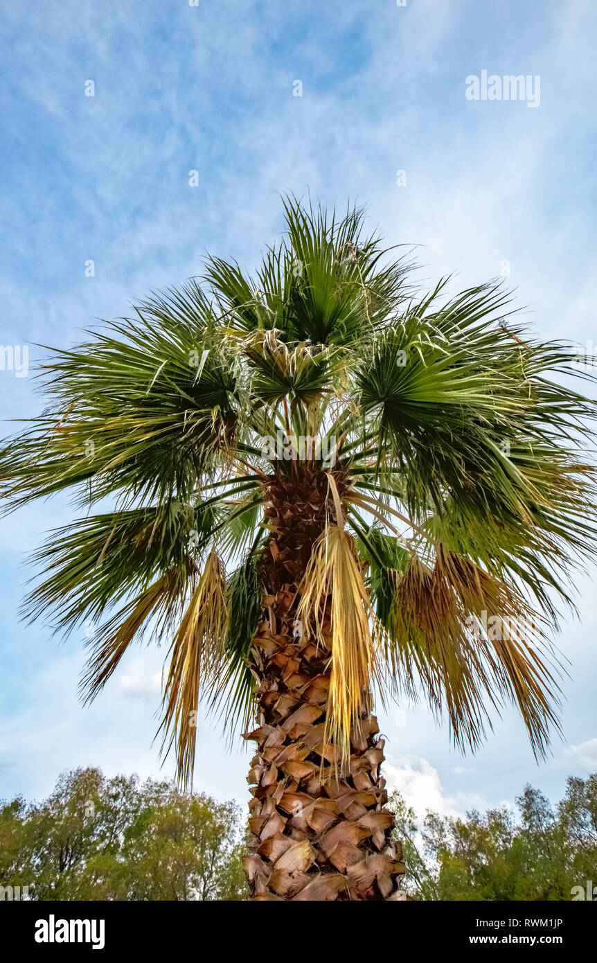Majestic Palm tree contro un cielo azzurro sfondo con nuvole. Vista dal basso. Foto Stock