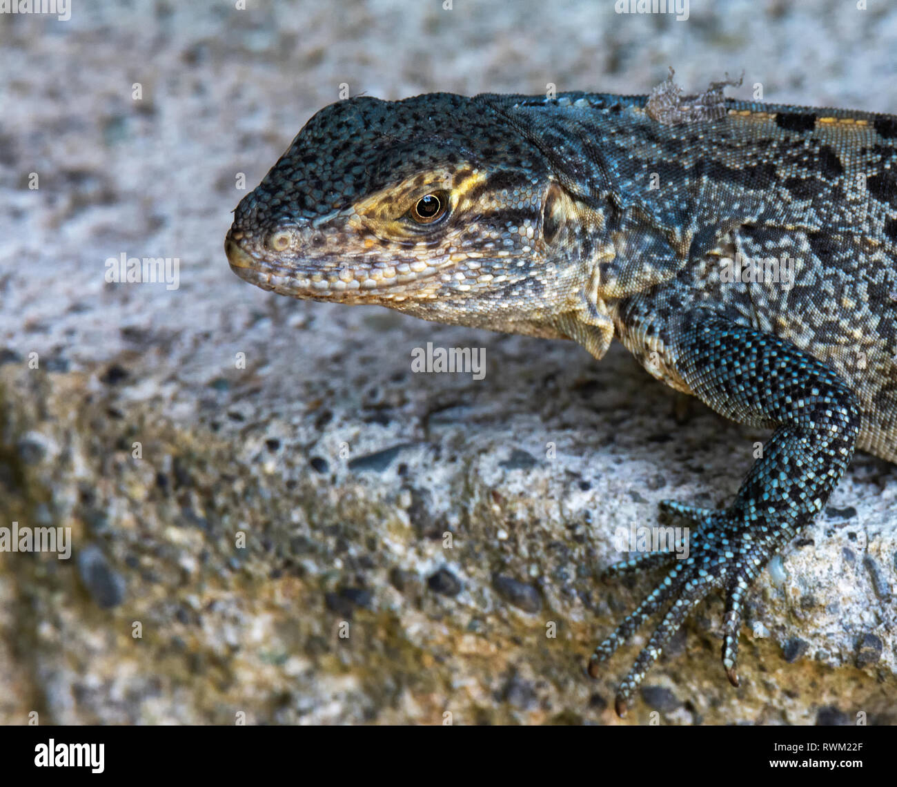 Iguana nero sulla superficie sassosa Foto Stock
