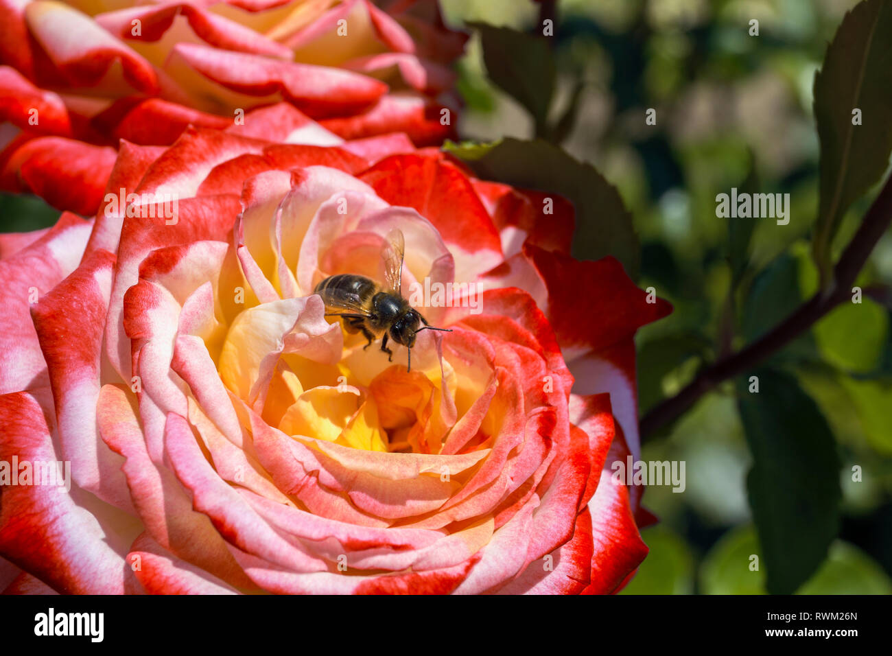 Rose e bee con macro Foto Stock